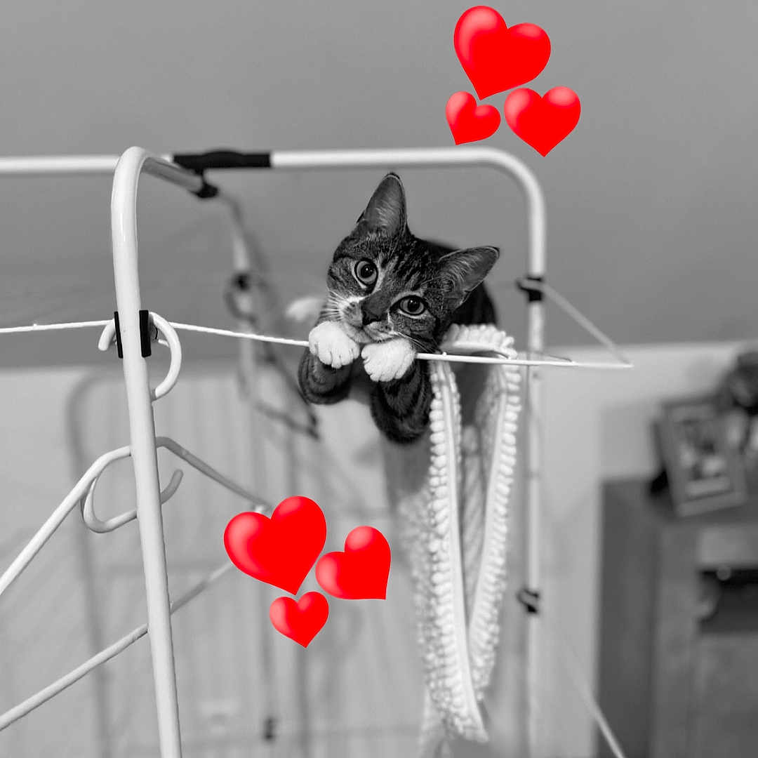 Mia a rejoint le concours — aidez-le/la à gagner de superbes lots ! abyssinian, animal, balloon, bodypart, cat, chair, crib, finger, flower, flowerarrangement, furniture, hand, handrail, infantbed, kitten, person, pet, plant, railing, symbol