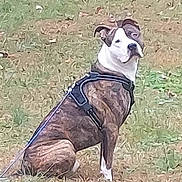 Roman joined the competition — help win amazing prizes! dog, animal, pet, grass, sitting, leash, harness, outdoor, nature, canine, brindle, white_face, ears, alert, fur, muzzle, ground, daylight, cute, companion