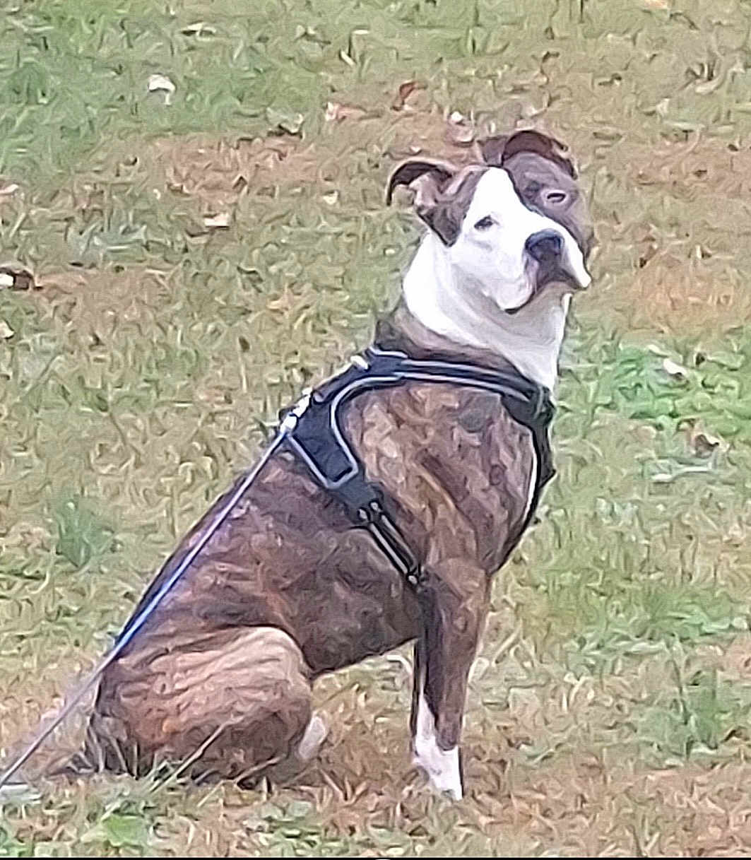 Roman joined the competition — help win amazing prizes! dog, animal, pet, grass, sitting, leash, harness, outdoor, nature, canine, brindle, white_face, ears, alert, fur, muzzle, ground, daylight, cute, companion