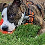 Zeke is registered to the contest to win money with this photo: dog, brindle, white, grass, toy, orange, harness, pet, animal, outdoor, playful, lying, canine, muzzle, ears, nature, closeup, young, looking, cute