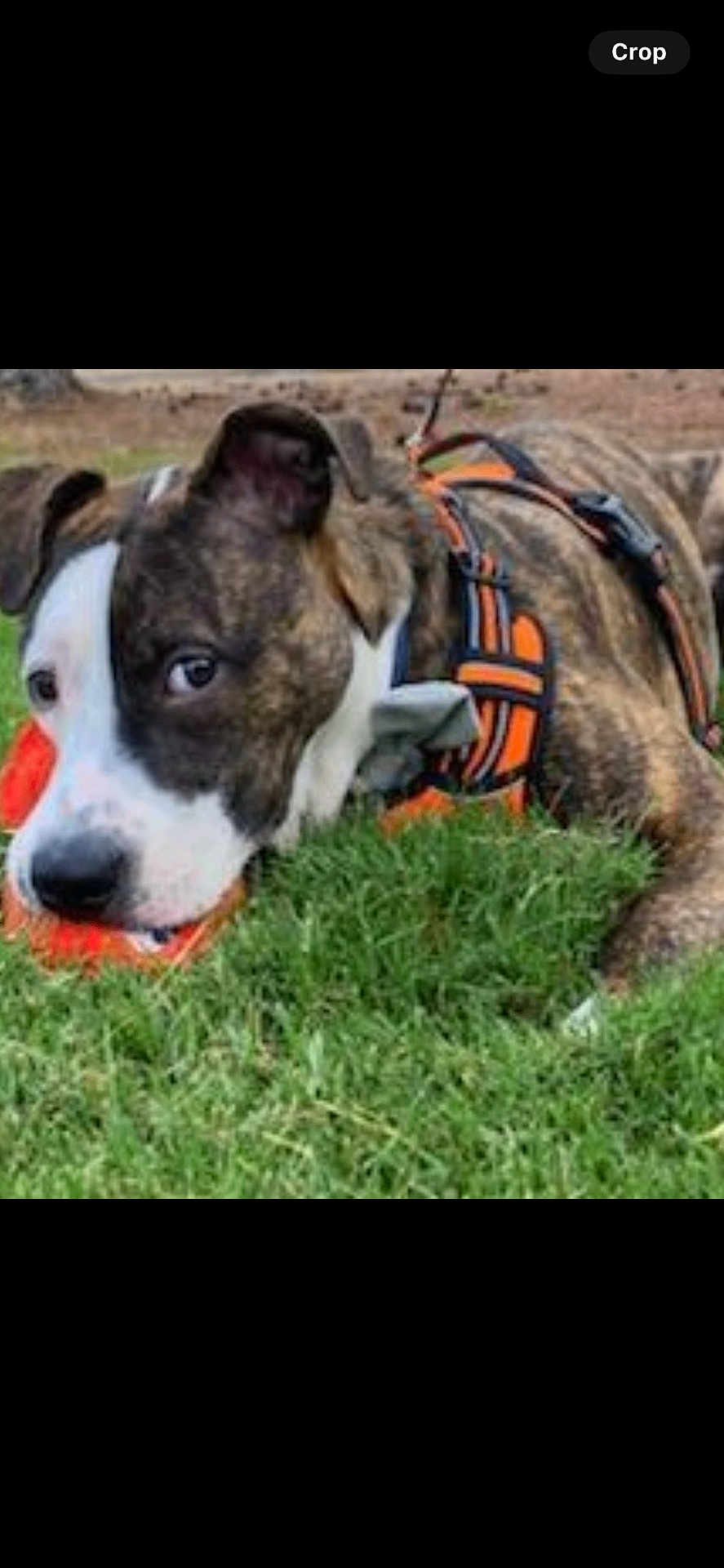 Zeke