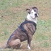 Zeke joined the competition — help win amazing prizes! dog, brindle, white, harness, grass, outdoor, pet, animal, sitting, leash, nature, canine, portrait, attention, field, fall, leaf, expression, side_view, fence