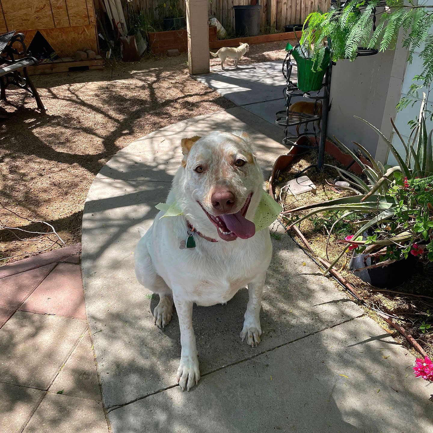 Paloma is registered to the contest to win money with this photo: animal, backyard, canine, dog, flagstone, herbal, herbs, jar, nature, outdoors, path, pet, plant, planter, pottedplant, pottery, slate, vase, walkway, yard