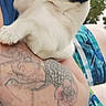 dog, puppy, jack_russell, tricolor, white_fur, black_fur, brown_fur, tongue_out, pet, cuddling, human, face, close_up, portrait, outdoor, blue_clothing, tattoo, affection, animal, happy
