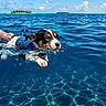 puppy, dog, swimming, ocean, water, life_jacket, blue, tropical, island, clouds, sunny, outdoors, pet, animal, paddling, splashes, waves, underwater, vacation, adventure