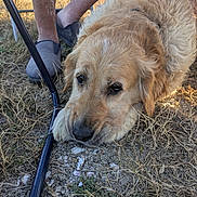 Usth a rejoint le concours — aidez-le/la à gagner de superbes lots ! dog, golden_retriever, grass, outdoor, animal, pet, canine, fur, legs, person, slippers, resting, nature, daylight, brown, closeup, ground, relaxed, casual, companion