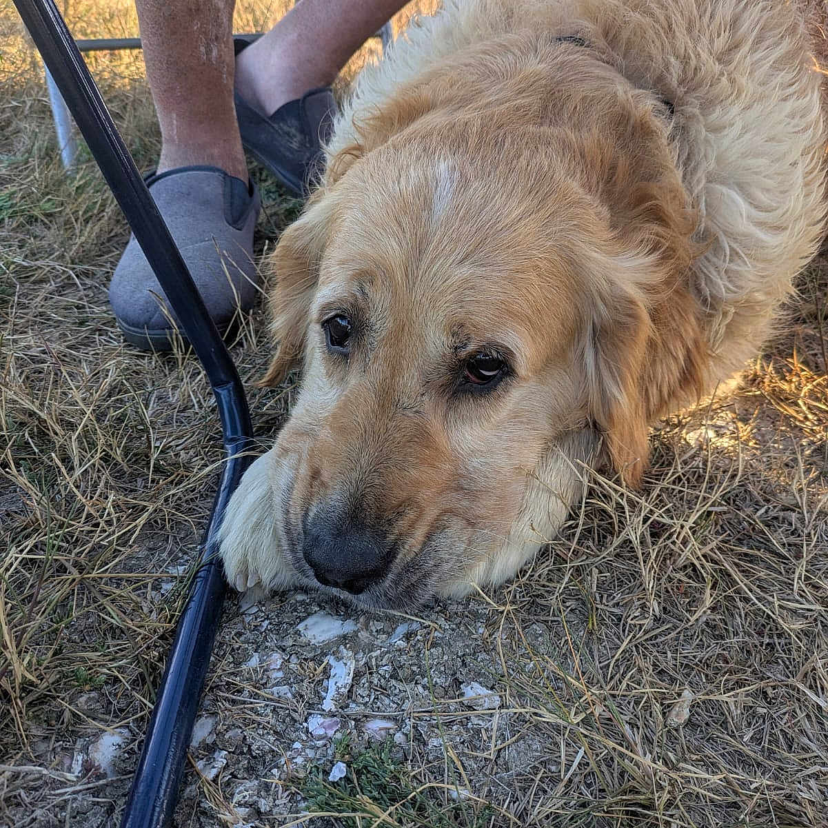 Usth a rejoint le concours — aidez-le/la à gagner de superbes lots ! animal, brown, canine, casual, closeup, companion, daylight, dog, fur, golden_retriever, grass, ground, legs, nature, outdoor, person, pet, relaxed, resting, slippers