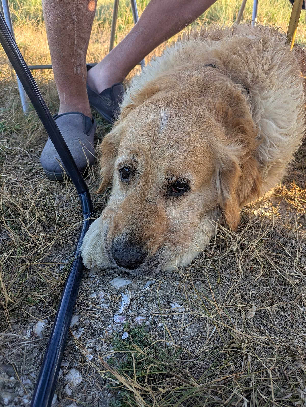 Usth a rejoint le concours — aidez-le/la à gagner de superbes lots ! dog, golden_retriever, grass, outdoor, animal, pet, canine, fur, legs, person, slippers, resting, nature, daylight, brown, closeup, ground, relaxed, casual, companion