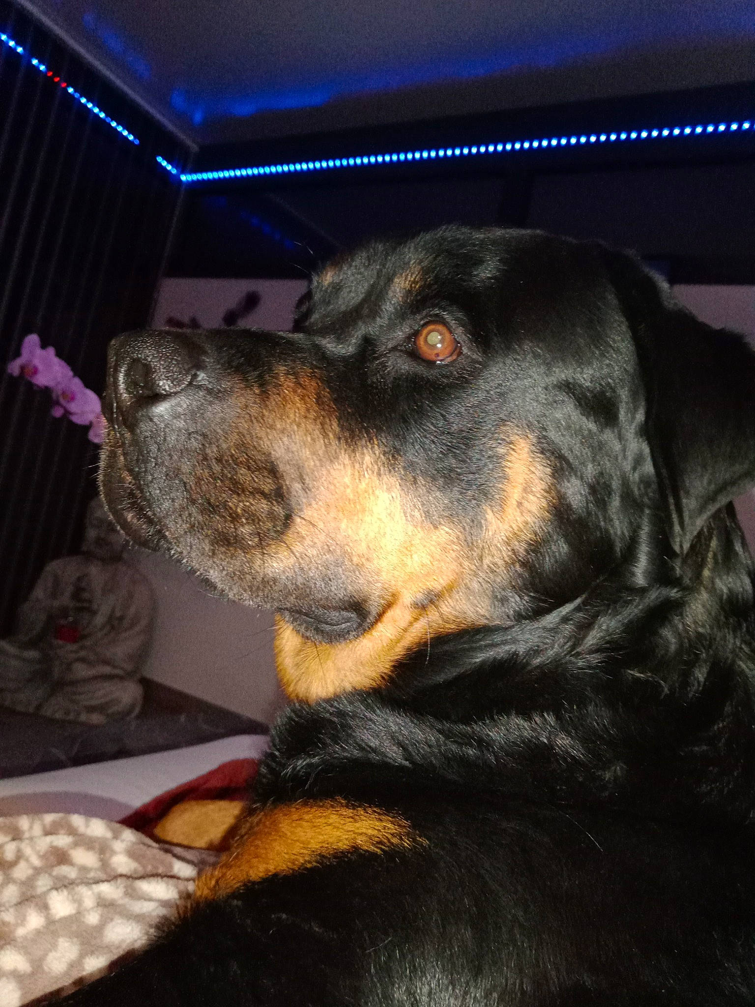 Ozzie a rejoint le concours — aidez-le/la à gagner de superbes lots ! canidae, carnivore, collar, companion_dog, dog, dog_breed, ear, fur, guard_dog, hunting_dog, rottweiler, snout, sporting_group, terrestrial_animal, whiskers, working_dog