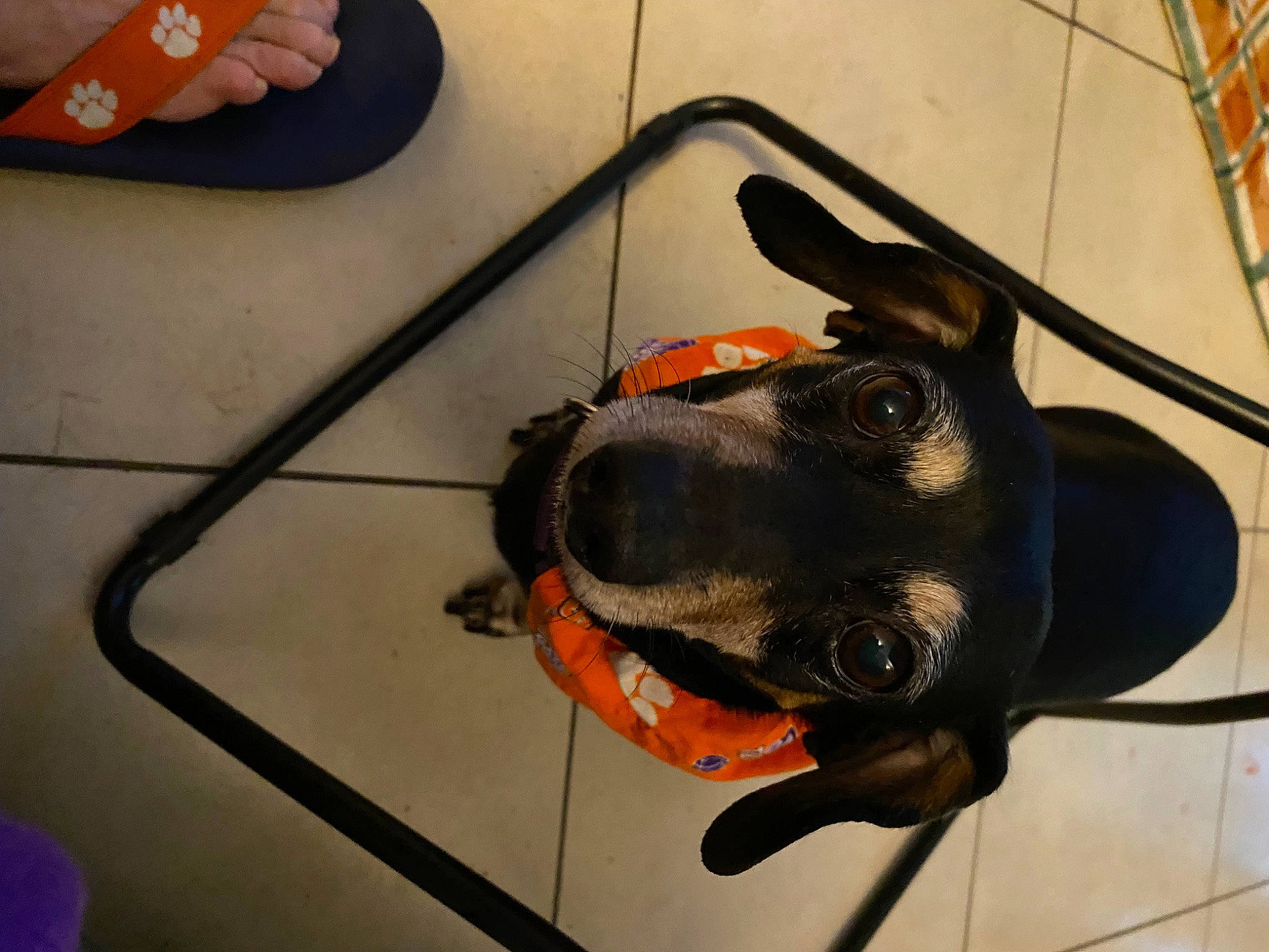 Penny is registered to the contest to win money with this photo: canidae, carmine, carnivore, collar, companion_dog, dog, dog_breed, electrical_wiring, fawn, flooring, foot, guard_dog, leash, orange, personal_protective_equipment, snout, sporting_group, tail, whiskers, wire
