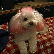 Sophia joined the competition — help win amazing prizes! accessory, animal, bow, chew_stick, cozy, cushion, cute, dog, domestic_animal, fur, furniture, indoor, pattern, pet, pink_hair, poodle, red, resting, small_dog, white
