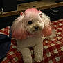 accessory, animal, bow, chew_stick, cozy, cushion, cute, dog, domestic_animal, fur, furniture, indoor, pattern, pet, pink_hair, poodle, red, resting, small_dog, white