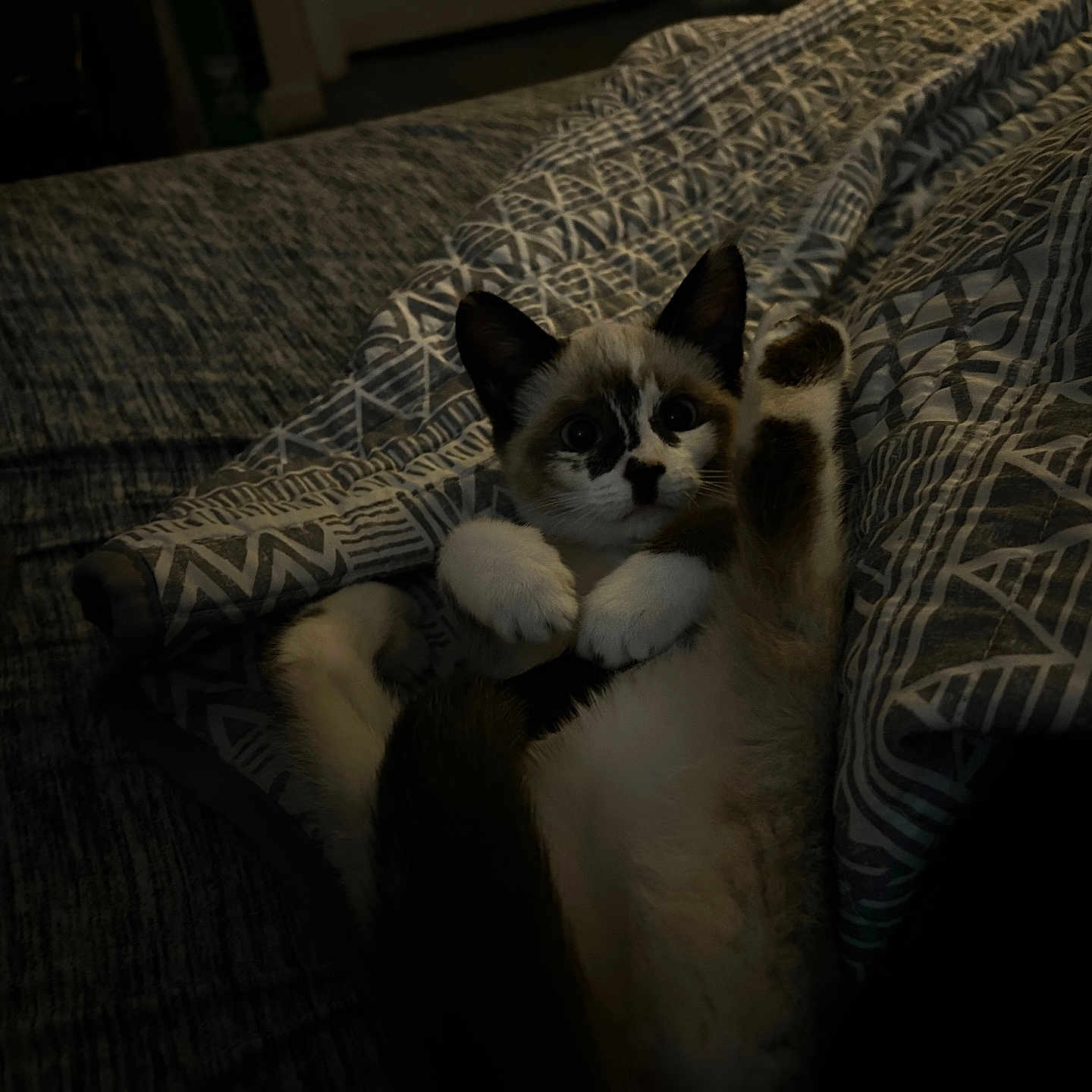 Nila joined the competition — help win amazing prizes! kitten, cat, pet, animal, cute, indoor, blanket, pattern, fur, paw, lying_down, cozy, resting, playful, young_animal, bed, feline, small, domestic_animal, curious