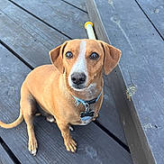 Mocha is registered to the contest to win money with this photo: dog, brown, white_stripe, collar, pet, animal, outdoor, wooden_deck, floor, ears, tail, sitting, looking_up, cute, domestic_animal, canine, short_hair, tag, snout, paw