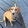 dog, brown, white_stripe, collar, pet, animal, outdoor, wooden_deck, floor, ears, tail, sitting, looking_up, cute, domestic_animal, canine, short_hair, tag, snout, paw