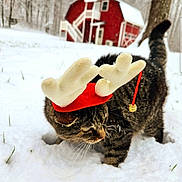 Cherry is registered to the contest to win money with this photo: cat, tabby_cat, snow, red_barn, winter, outdoor, animal, pet, holiday_hat, antlers, festive, nature, tree, grass, cold, mammal, fur, whiskers, walking, daylight