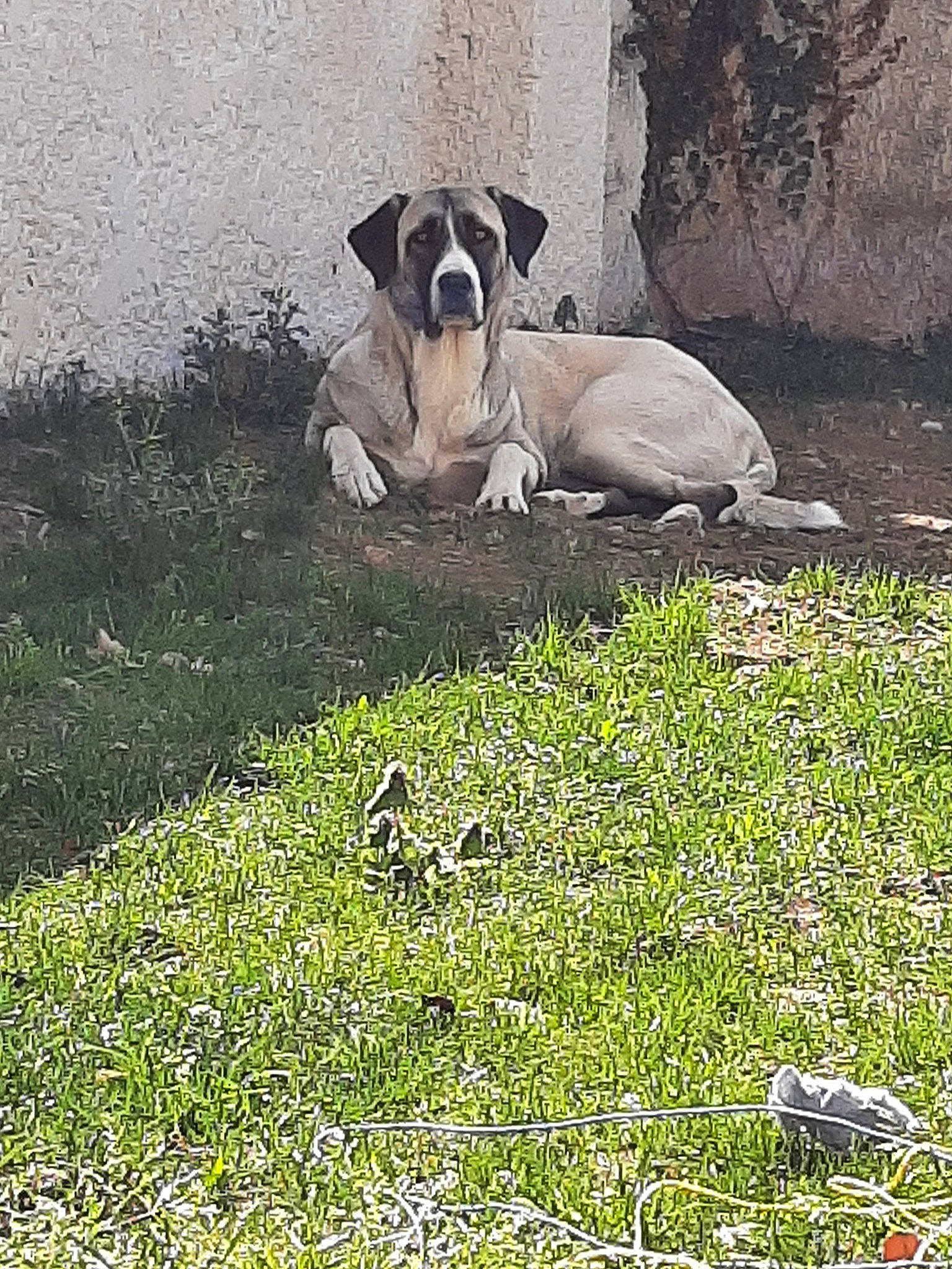 Paddye participe au concours pour gagner de l'argent avec cette photo : ancient_dog_breeds, canidae, carnivore, companion_dog, dog, dog_breed, fawn, grass, grassland, groundcover, landscape, molosser, non_sporting_group, people_in_nature, plant, snout, soil, sporting_group, terrestrial_animal, working_animal