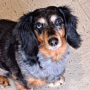 Indien participe au concours pour gagner de l'argent avec cette photo : dog, dachshund, heterochromia, blue_eye, brown_eye, pet, canine, fur, black_fur, brown_fur, long_ears, floor, tile_floor, looking_up, cute, animal, domestic_animal, indoor, small_dog, portrait