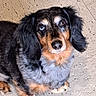 dog, dachshund, heterochromia, blue_eye, brown_eye, pet, canine, fur, black_fur, brown_fur, long_ears, floor, tile_floor, looking_up, cute, animal, domestic_animal, indoor, small_dog, portrait