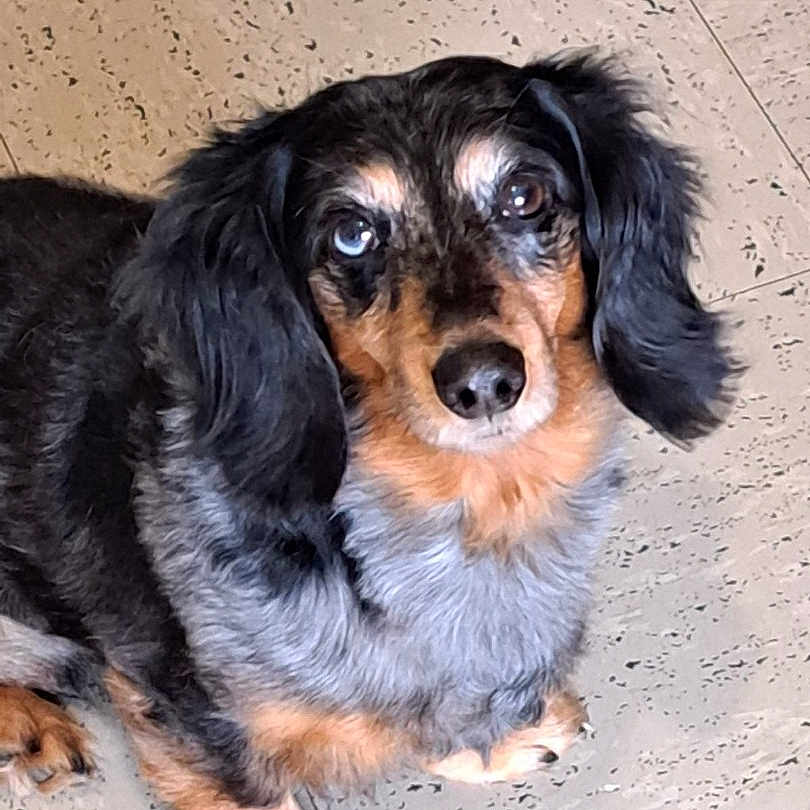 Indien participe au concours pour gagner de l'argent avec cette photo : dog, dachshund, heterochromia, blue_eye, brown_eye, pet, canine, fur, black_fur, brown_fur, long_ears, floor, tile_floor, looking_up, cute, animal, domestic_animal, indoor, small_dog, portrait