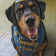 Scooby a rejoint le concours — aidez-le/la à gagner de superbes lots ! rottweiler, dog, birthday, party_hat, bandana, indoor, pet, canine, celebration, smiling, floor, tile, animal, happy, portrait, sitting, blue, gold, paw_print, cute