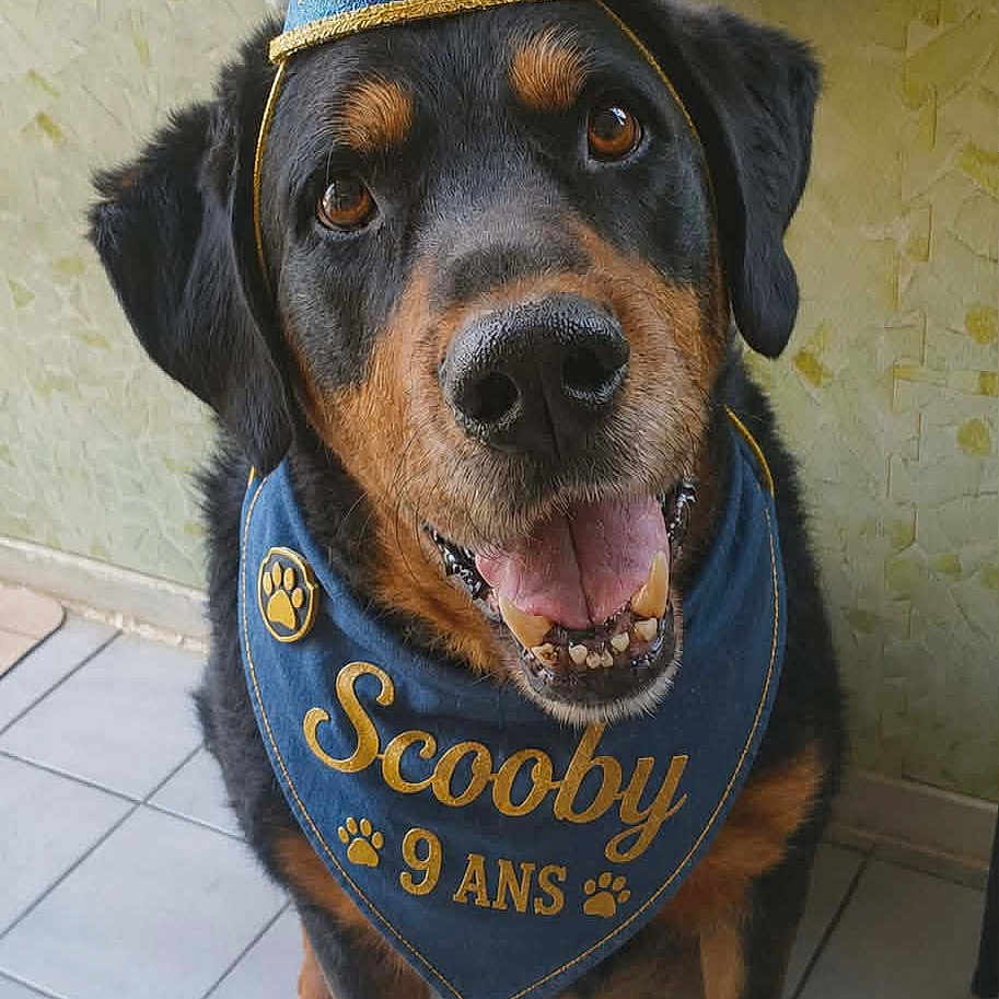 Scooby a rejoint le concours — aidez-le/la à gagner de superbes lots ! rottweiler, dog, birthday, party_hat, bandana, indoor, pet, canine, celebration, smiling, floor, tile, animal, happy, portrait, sitting, blue, gold, paw_print, cute