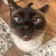 Canelo is registered to the contest to win money with this photo: animal, blue_eyes, cat, close_up, curious, cute, domestic, ears, face, feline, floor, focus, fur, indoor, mouth, nose, pet, rug, siamese, whiskers