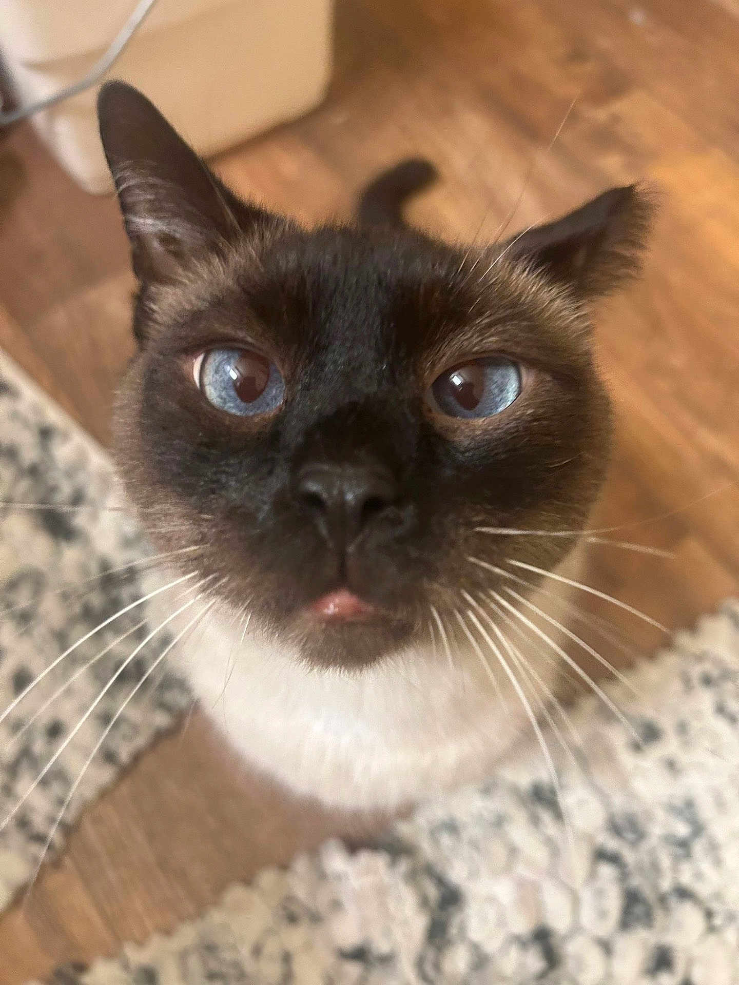 Canelo