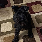 Hank joined the competition — help win amazing prizes! animal, beige, black_dog, brown, canine, carpet, curious, curly_fur, dog, domestic_animal, floor, furry, home, indoor, looking_up, lying_down, mammal, patterned_carpet, pet, square_pattern