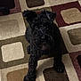 animal, beige, black_dog, brown, canine, carpet, curious, curly_fur, dog, domestic_animal, floor, furry, home, indoor, looking_up, lying_down, mammal, patterned_carpet, pet, square_pattern