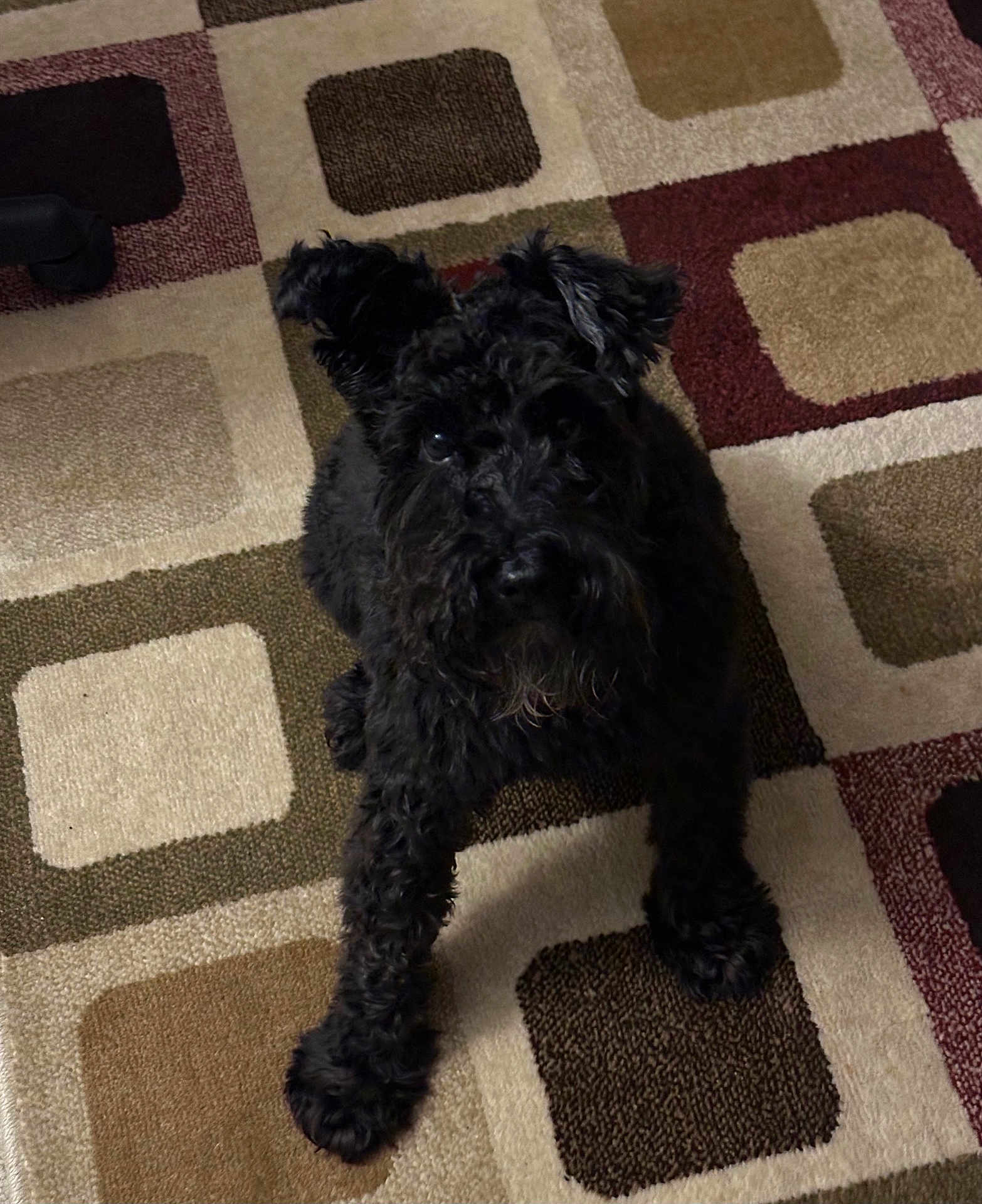 Hank