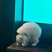 Diva a rejoint le concours — aidez-le/la à gagner de superbes lots ! animal, blue_light, candy, cat, close_up, curiosity, domestic_animal, exploration, feline, fluffy, funny, furniture, glass_jar, head_in_jar, indoor, pet, table, treats, white_cat, wooden_surface