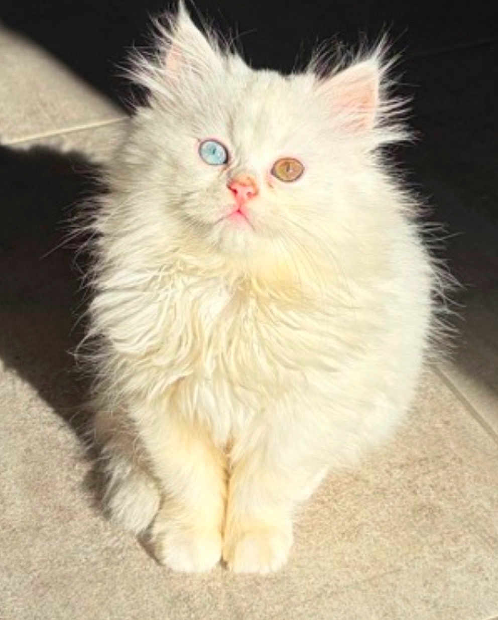 Diva participe au concours pour gagner de l'argent avec cette photo : cat, kitten, white_fur, heterochromia, blue_eye, amber_eye, fluffy, pet, animal, cute, sitting, indoors, sunlight, tile_floor, portrait, feline, whiskers, small, young, curious
