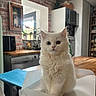 Diva participe au concours pour gagner de l'argent avec cette photo : appliance, box, brick_wall, cabinet, cat, curious, cute, dishwasher, fur, furniture, heterochromia, indoor, kitchen, pet, plant, sitting, table, white_cat, window, wooden_countertop