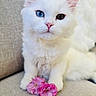 adorable, animal, blue_eye, brown_eye, cat, closeup, couch, cute, flower, fluffy, heterochromia, indoor, kitten, paw, pet, pink_flower, sitting, soft, whiskers, white_fur