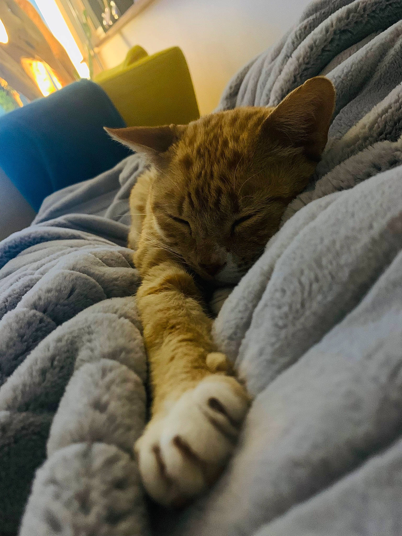 Aldo a rejoint le concours — aidez-le/la à gagner de superbes lots ! bed, bedding, carnivore, cat, claw, comfort, domestic_short_haired_cat, fawn, felidae, fur, human_leg, leg, linens, paw, room, small_to_medium_sized_cats, snout, tail, whiskers, wrinkle