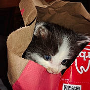 Odin is registered to the contest to win money with this photo: animal, black_and_white, cat, closeup, curious, cute, eyes, feline, fur, head, hiding, indoor, kitten, paper_bag, peeking, pet, red_label, small, whiskers, young