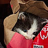 animal, black_and_white, cat, closeup, curious, cute, eyes, feline, fur, head, hiding, indoor, kitten, paper_bag, peeking, pet, red_label, small, whiskers, young