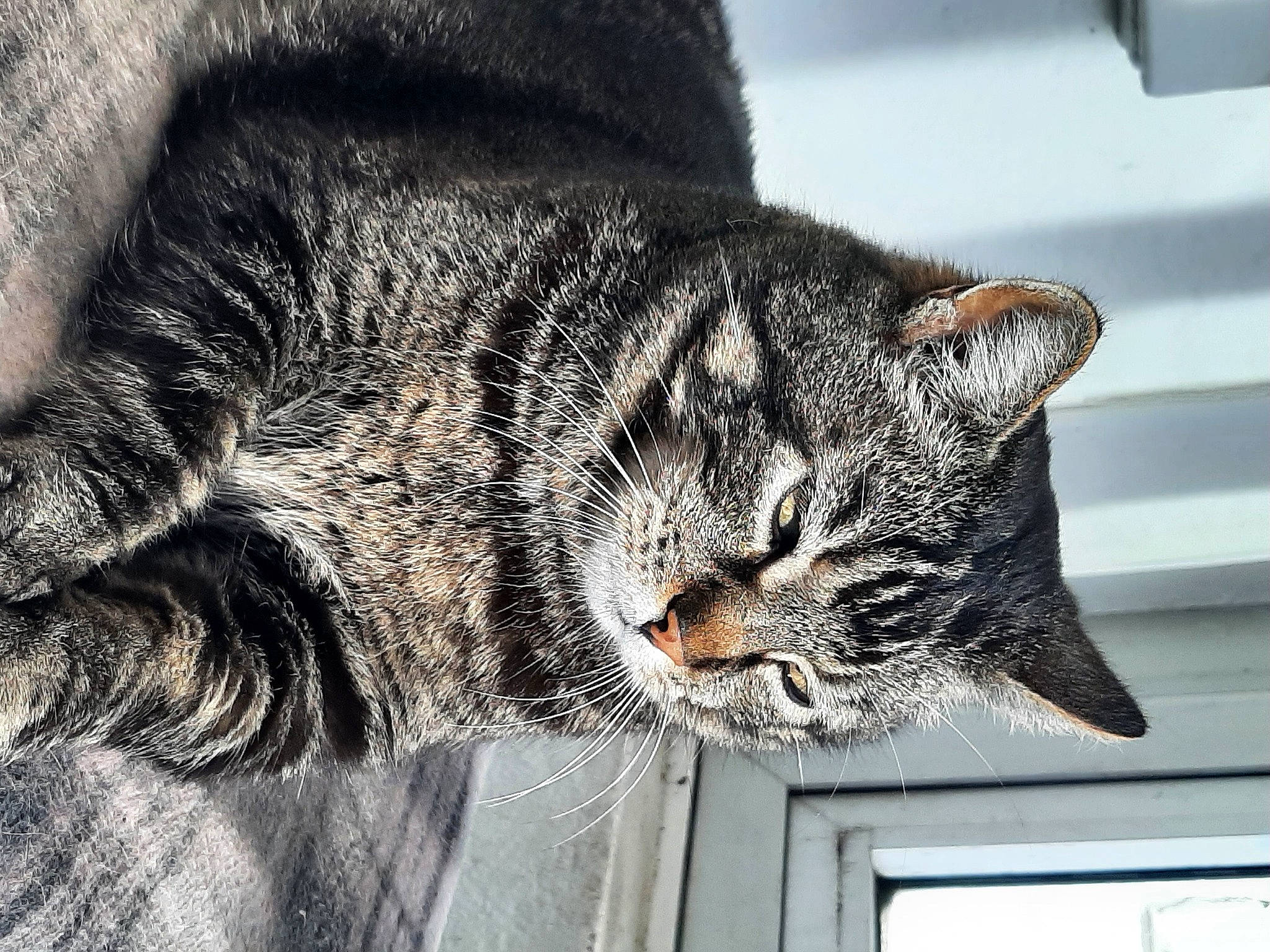 Loulou participe au concours pour gagner de l'argent avec cette photo : carnivore, cat, claw, domestic_short_haired_cat, felidae, fur, paw, small_to_medium_sized_cats, snout, tail, terrestrial_animal, whiskers, window, windshield