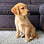 Automne a rejoint le concours — aidez-le/la à gagner de superbes lots ! puppy, dog, golden_retriever, carpet, indoor, furniture, couch, pet, cute, animal, fur, young, sitting, looking_away, domestic, canine, home, cozy, soft, floor