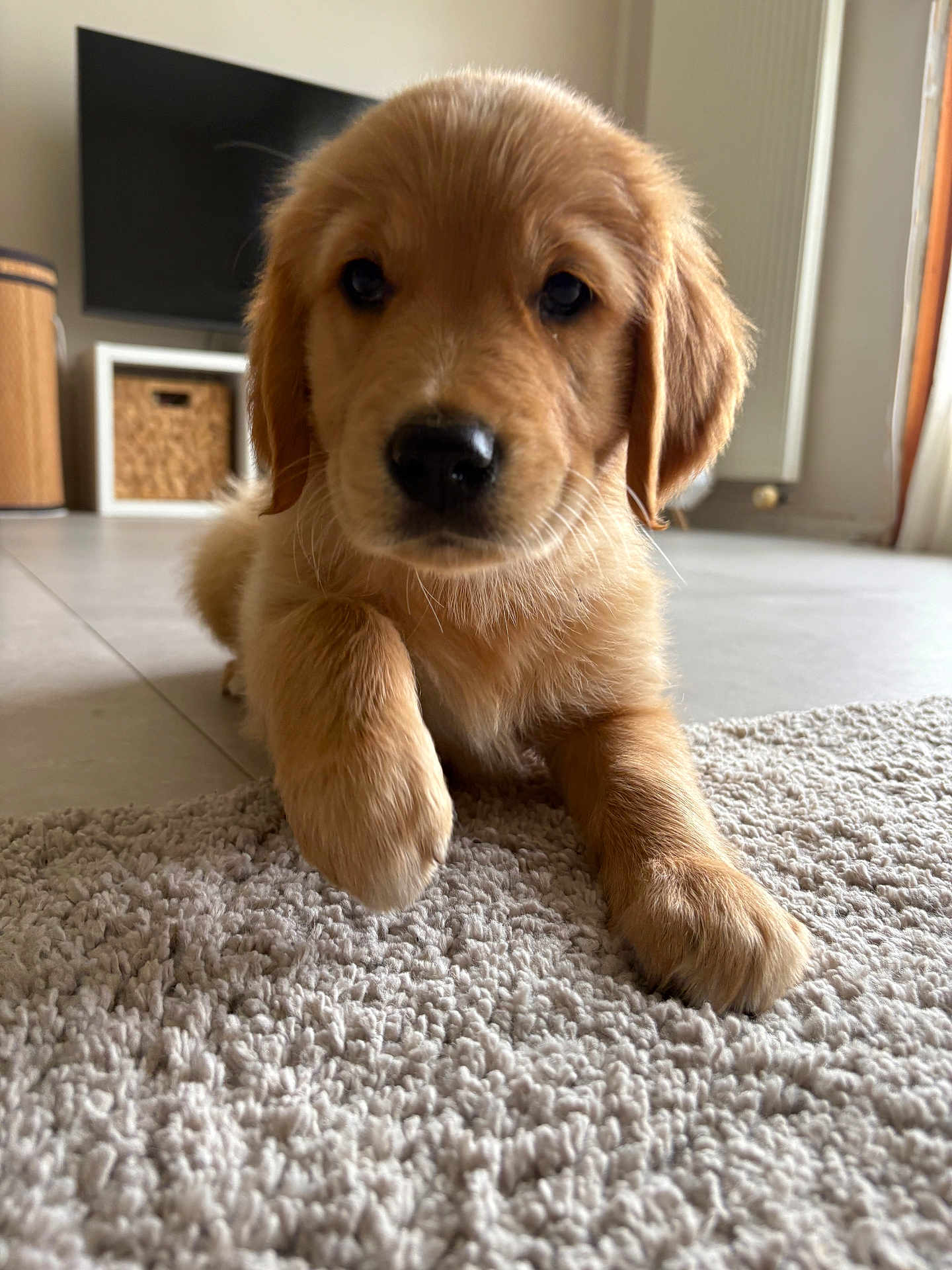 Automne participe au concours pour gagner de l'argent avec cette photo : puppy, golden_retriever, dog, carpet, indoor, floor, pet, animal, cute, young, fur, paw, closeup, mammal, laying, domestic_animal, portrait, furry, companion, curious