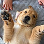 Automne participe au concours pour gagner de l'argent avec cette photo : puppy, dog, golden_retriever, paw, cute, pet, animal, fur, lying_down, playful, hand, blanket, indoor, young, mammal, adorable, closeup, face, nose, whiskers