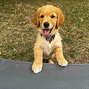 Automne a rejoint le concours — aidez-le/la à gagner de superbes lots ! golden_retriever, puppy, dog, pet, animal, outdoor, grass, happy, tongue_out, collar, playful, cute, young, canine, nature, summer, fur, mammal, friendly, domestic_animal