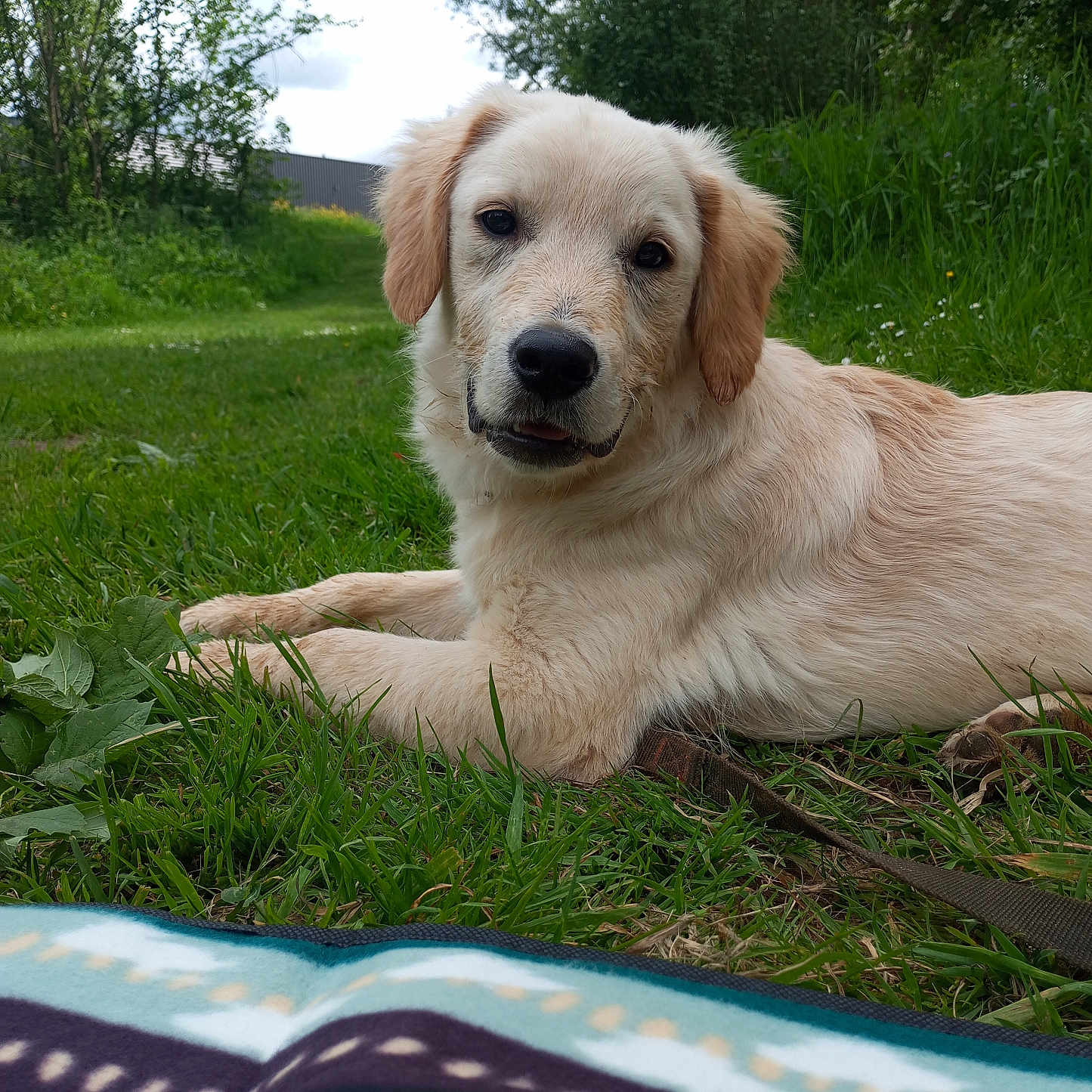 Milo participe au concours pour gagner de l'argent avec cette photo : animal, canine, dog, field, goldenretriever, grass, grassland, herbal, herbs, labradorretriever, lawn, nature, outdoors, pet, plant, puppy, tree, vegetation, whitedog, yard
