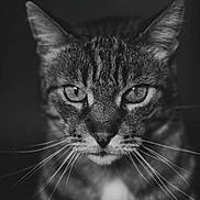 Francis a rejoint le concours — aidez-le/la à gagner de superbes lots ! cat, tabby, close_up, black_and_white, whiskers, face, portrait, animal, feline, eyes, fur, pet, mammal, domestic_animal, mustache, expression, head, looking, dark_background, texture