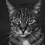 cat, tabby, close_up, black_and_white, whiskers, face, portrait, animal, feline, eyes, fur, pet, mammal, domestic_animal, mustache, expression, head, looking, dark_background, texture