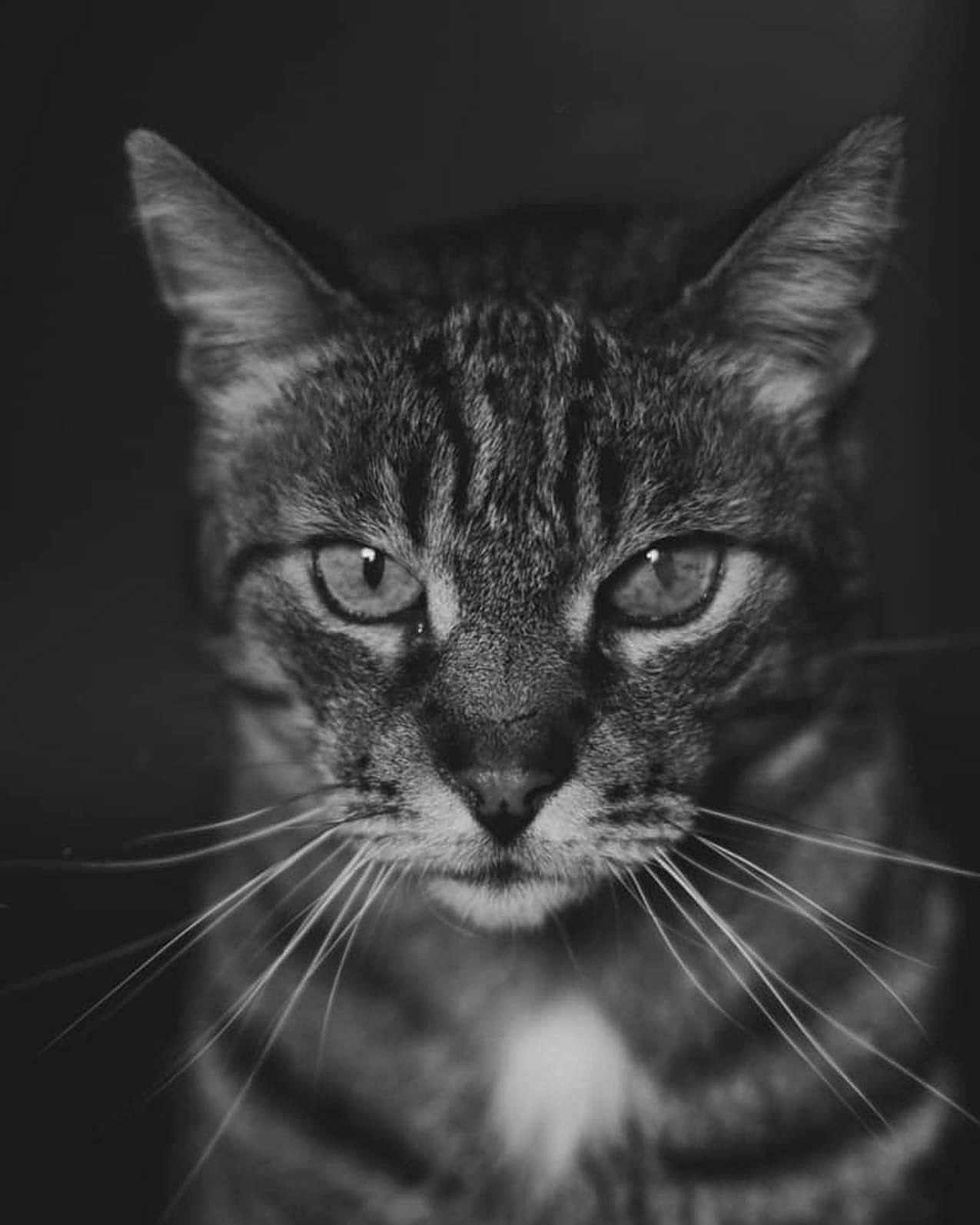 Francis a rejoint le concours — aidez-le/la à gagner de superbes lots ! cat, tabby, close_up, black_and_white, whiskers, face, portrait, animal, feline, eyes, fur, pet, mammal, domestic_animal, mustache, expression, head, looking, dark_background, texture