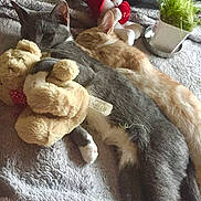 Leo joined the competition — help win amazing prizes! cat, gray_cat, orange_cat, sleeping, resting, plush_toy, teddy_bear, blanket, indoor, pet, animal, cozy, potted_plant, fur, cute, relaxing, soft_toys, nap, domestic, companion