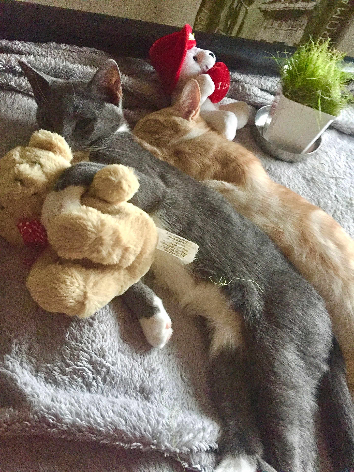 Leo