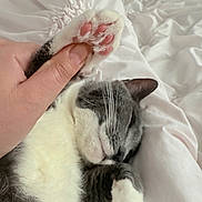 Gommi is registered to the contest to win money with this photo: animal, bed, cat, cozy, cute, domestic_animal, fur, gray_cat, hand, indoor, paw, pet, pink_paw_pads, relaxation, resting, sleeping_cat, soft, whiskers, white_bed, white_cat